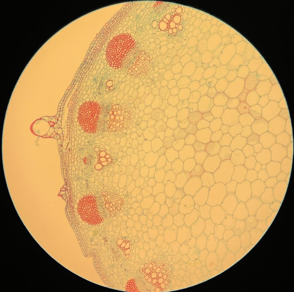 Olympus Plan 10x/0.25 ∞/- Infinity Plan Achromatic Microscope Objective