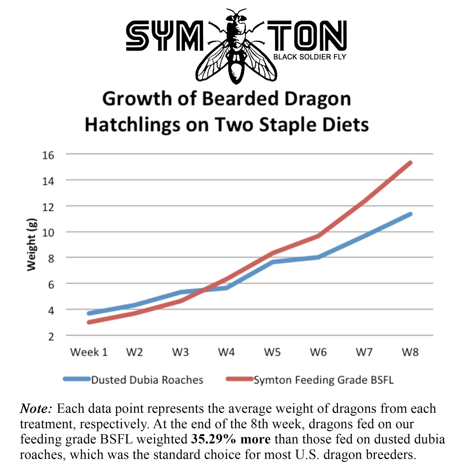 Live Feeders - Black Soldier Fly Larvae (Large)