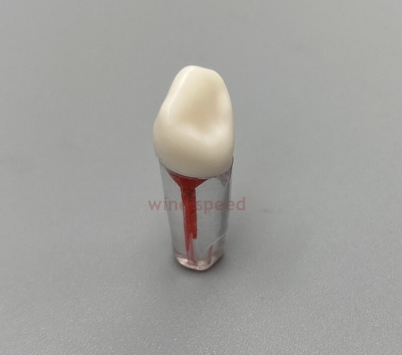 10*New Dental Root Canal Teeth Study Practice Model Endodontic Pulp RCT End File