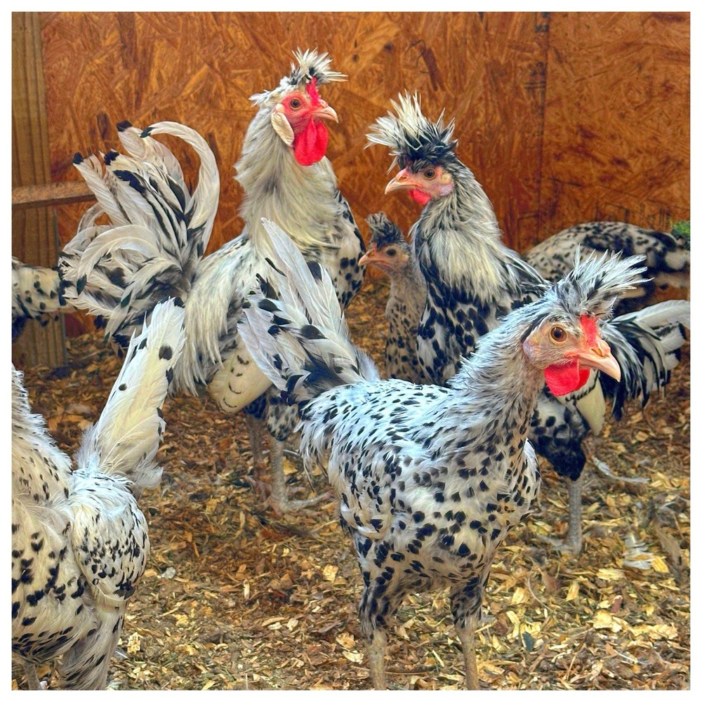 3 Appenzeller Spitzhauben Chicken Hatching Eggs (NPIP Certified)