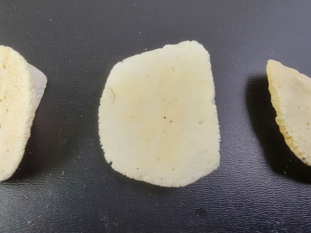 Gator ALLIGATOR BACK SCUTE bone bones BONY skutes croc weird OSTEODERMS CLEAN