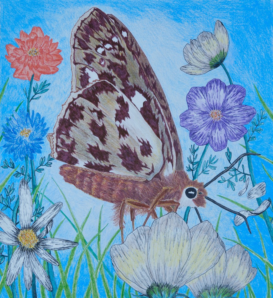 Summer Moth Drawing Giclee Print 11"x12"