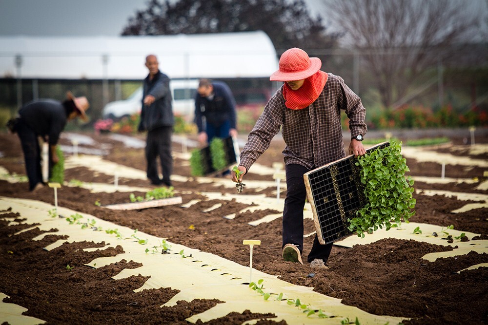 Atlas Vegetable Seeds Survival Garden Kit - Over 50,000 Seeds, 29 Varieties