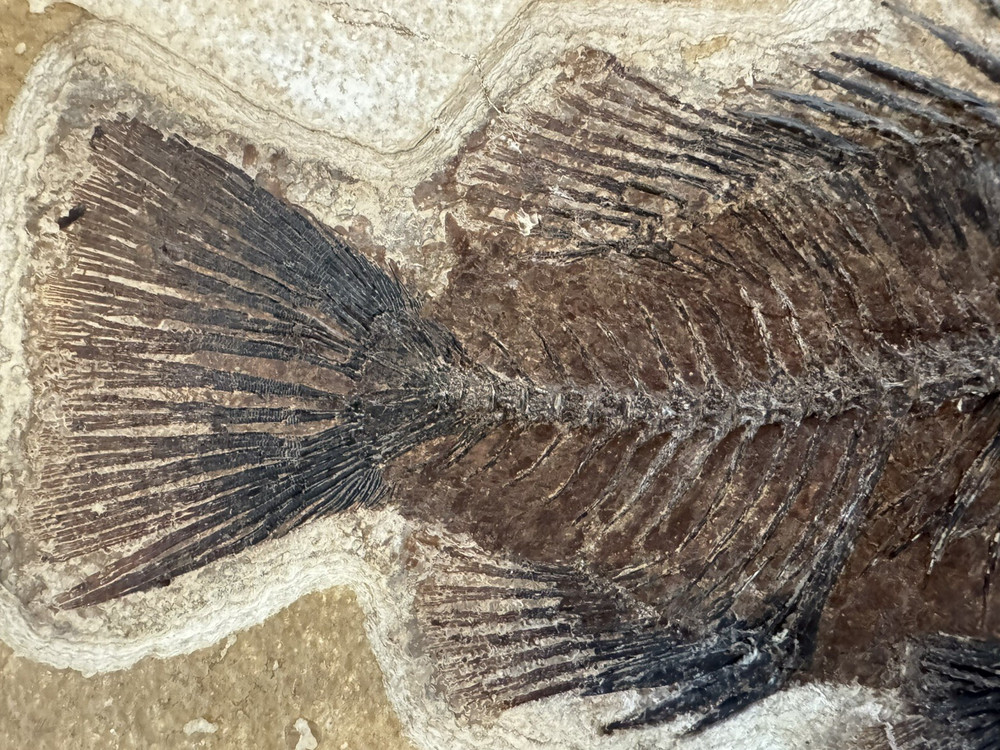 Priscacara 8.5 inch Great Specimen!