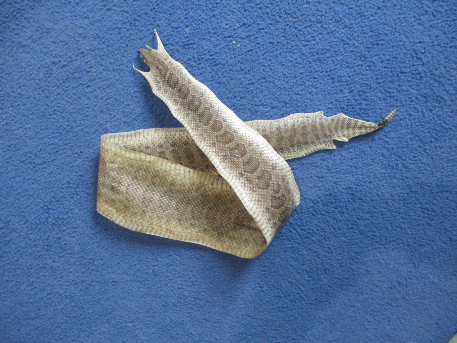 rattlesnake skin prairie rattle snake hide DRY TANNED wrap pen blanks 40 in. J1