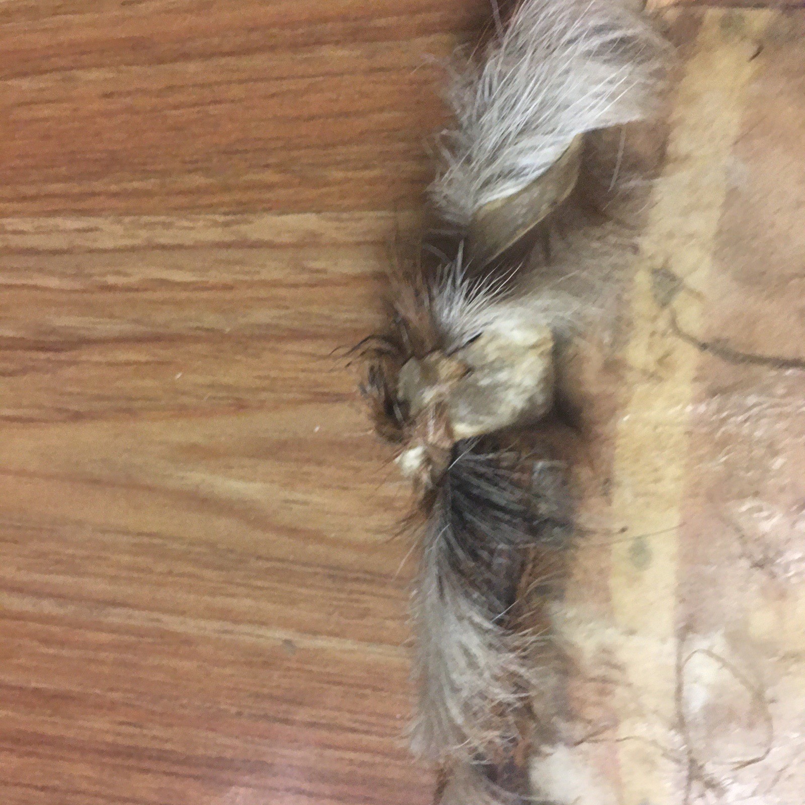 African Maasai Cowhide Shield And Knife Tribal Kenya Ethnic Painted Masai 30x16”