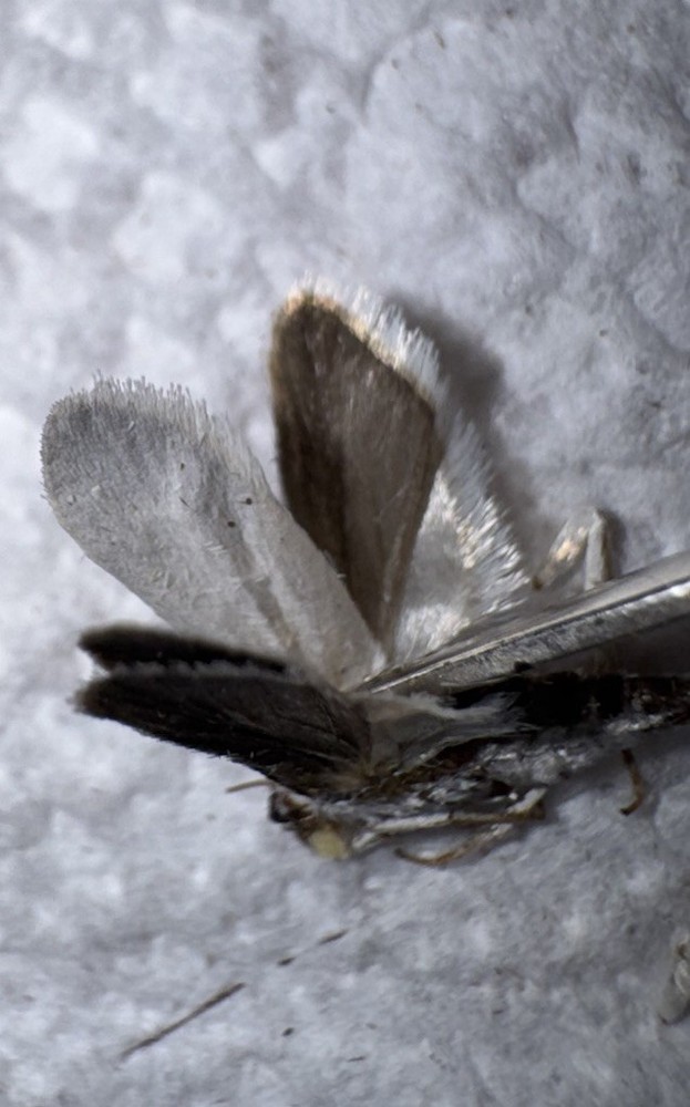 BY5 - Yucca Moth Specimen 2