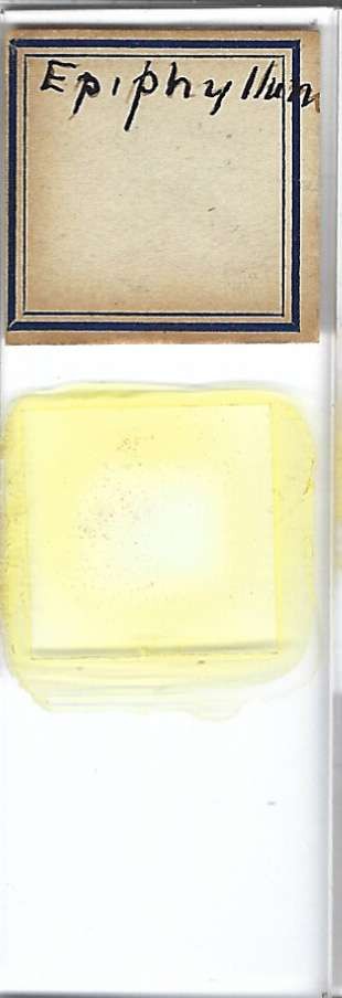 Cactus Epiphyllum Pollen Microscope Slide