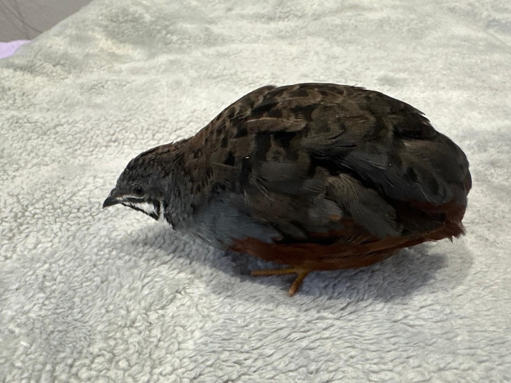 18 Button Quail RAREST COLORS HATCHING EGGS!