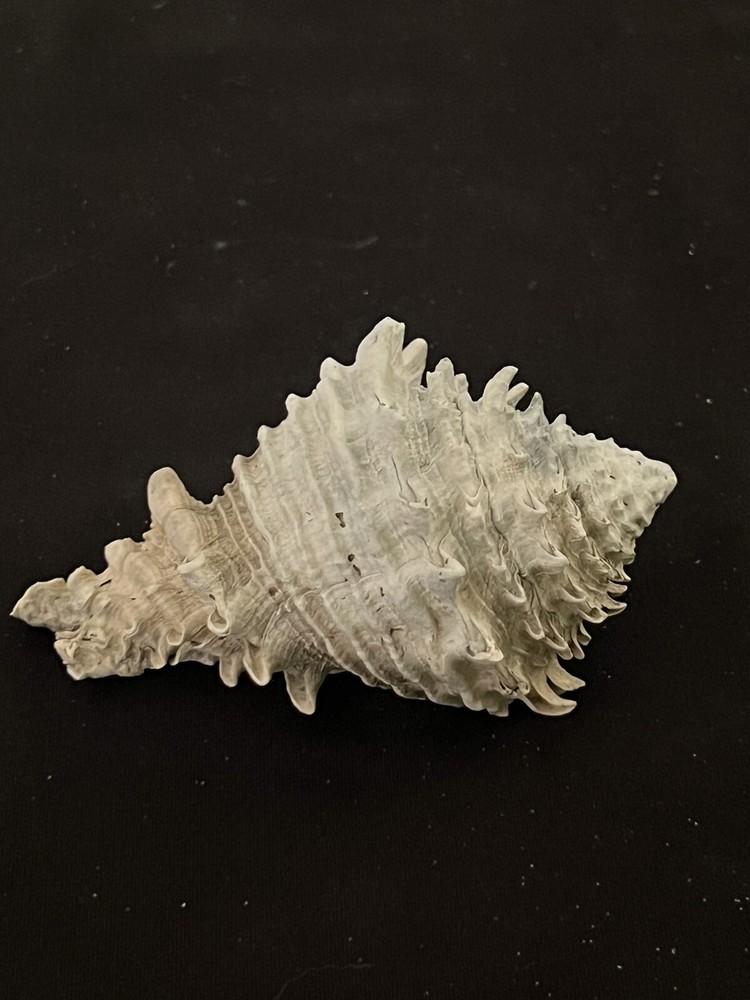 EXTINCT Fossilized VASE Shell From Central Florida & BONUS Shell.