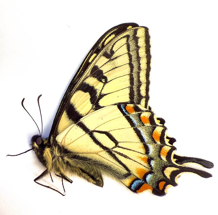 PAPILIO CANADENSIS 1M (CANADA)