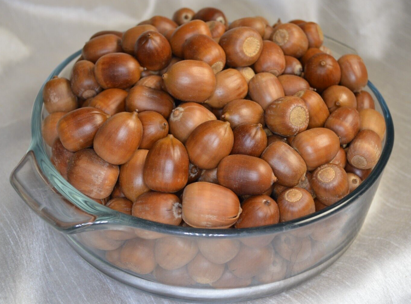 Acorns Wildlife Feed 1 LBS Chemical-Free Heat Dried For Birds, Squirrels, Deer+