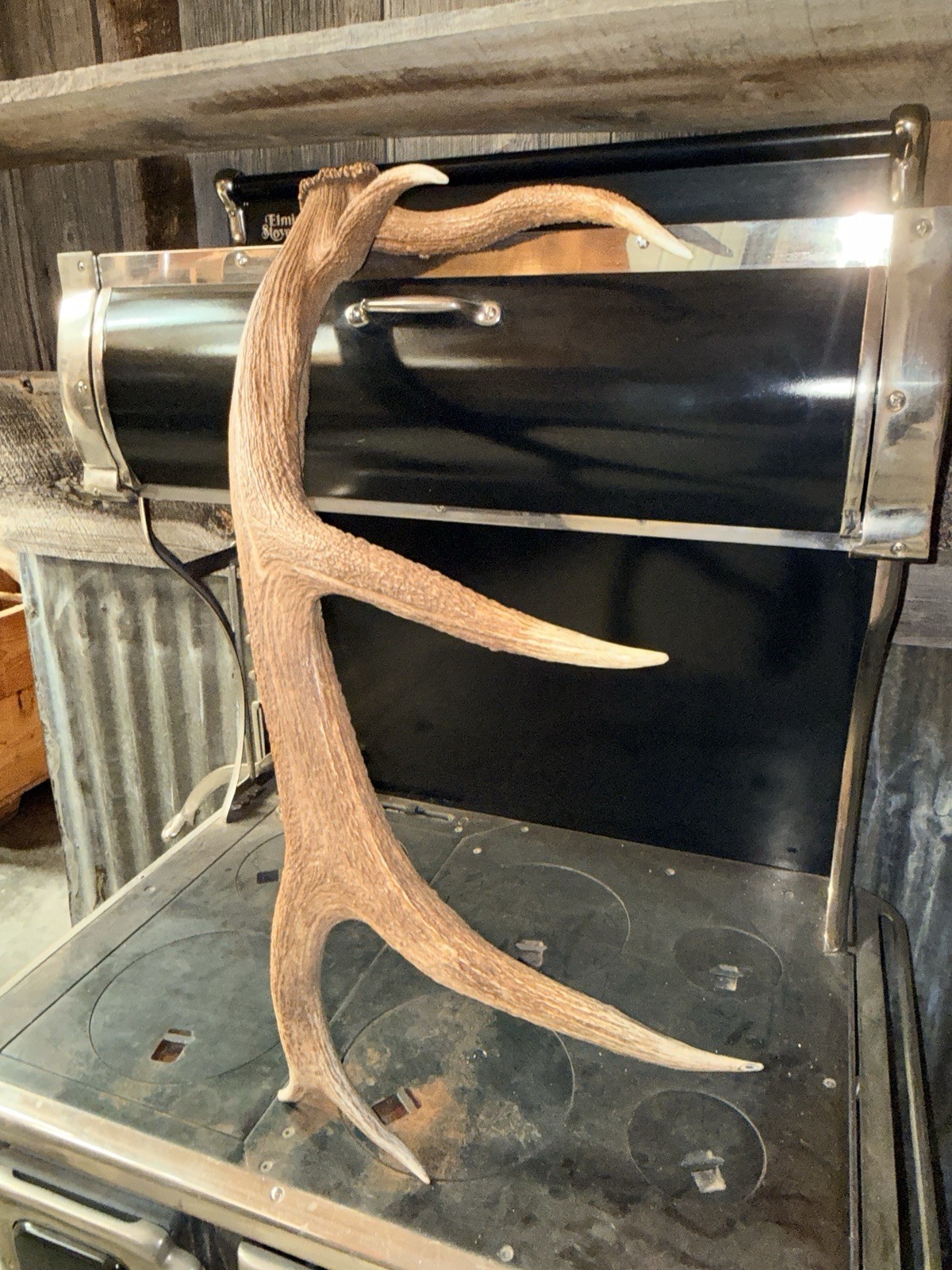 6 Pt Elk Shed ~ Elk Antler ~ Decor