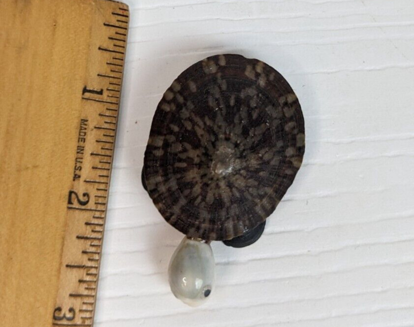 turtle pin brooch beach seashells