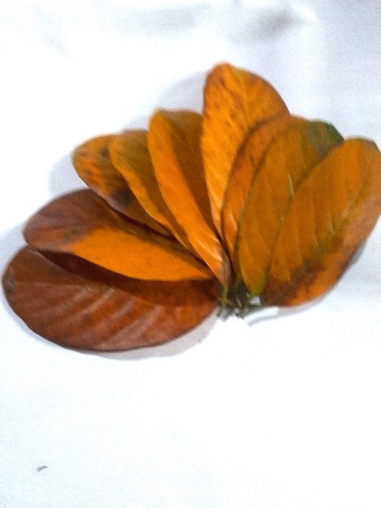 DRIED JACK FRUIT LEAVES CEYLON JACK FRUIT LEAVES 50 LEAVES