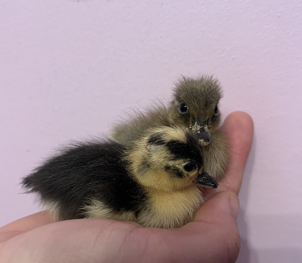 12 Call Duck Hatching Eggs.