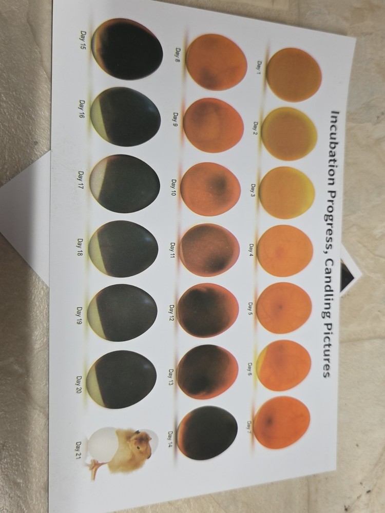 Innsky Incubators for Hatching Eggs,12 Egg Incubator with Automatic Egg...