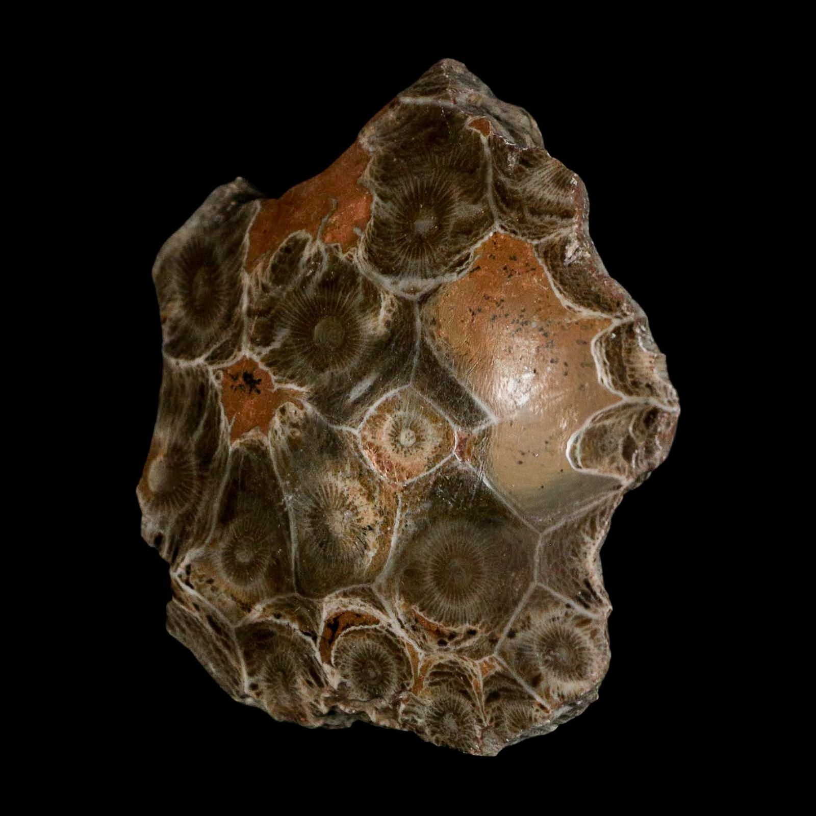 2.6" Polished Hexagonaria Coral Fossil Devonian Age 350 Million Yrs Old Morocco