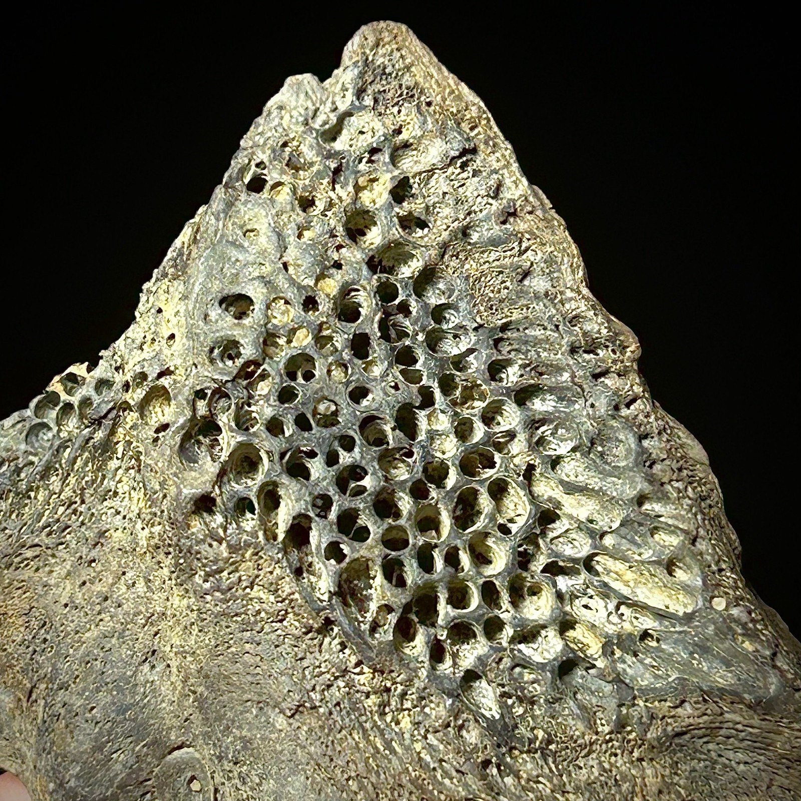 Atlantic Sturgeon Scute (Acipenser cf. oxyrinchus) 2.39" Bony Fish Fossil Dermal