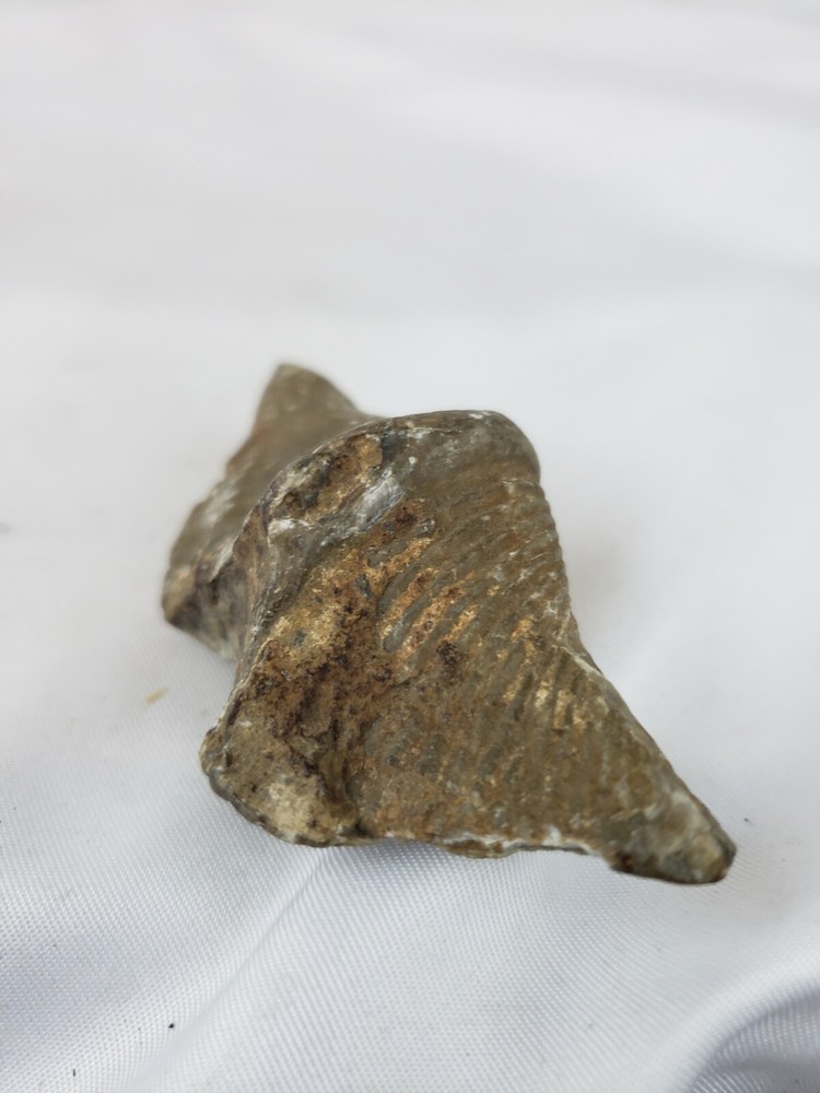 Pre-historic fossil, nice, rare