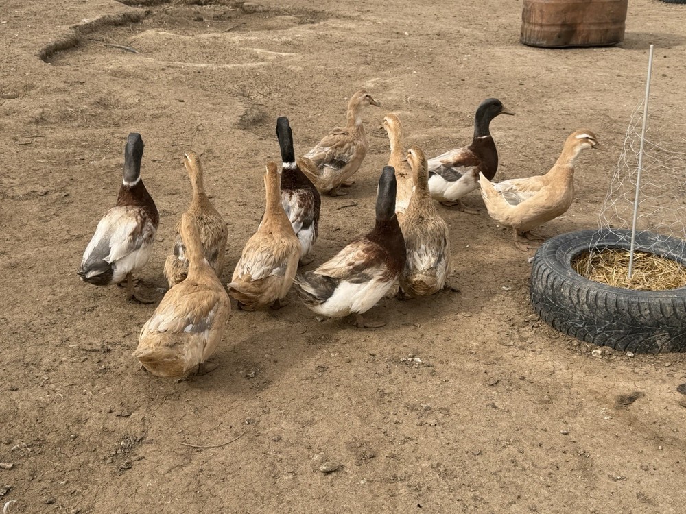 Saxony Duck Hatching Eggs