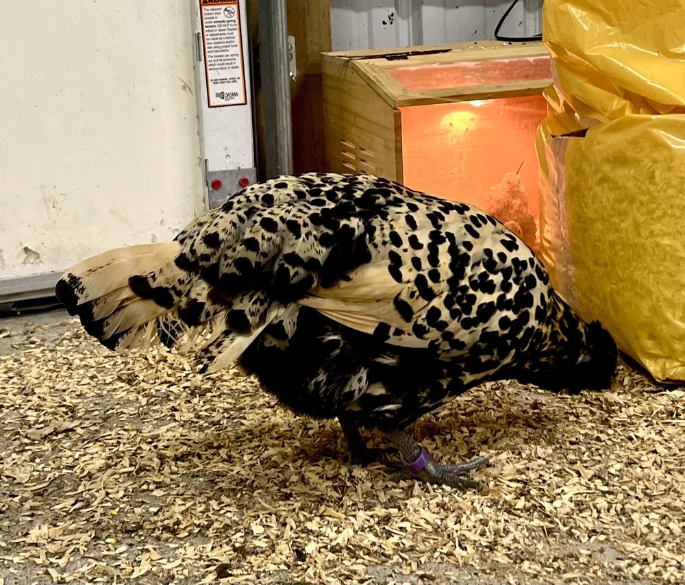 🎱 12 FERTILE HATCHING E G G S 🎱