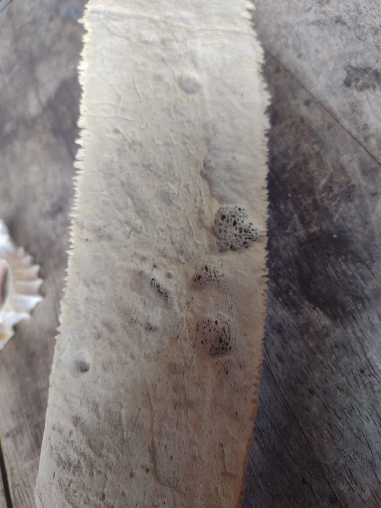 Turtle Bone