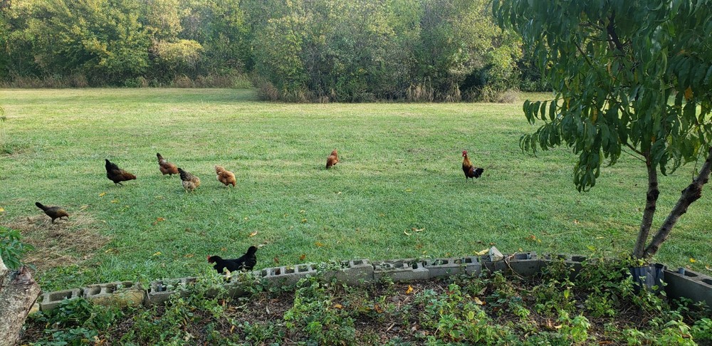 Barnyard Mix Fresh Hatching Eggs From Free Range Chickens
