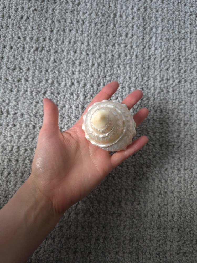Iridescent Seashell Decorative Accent - Pearl White