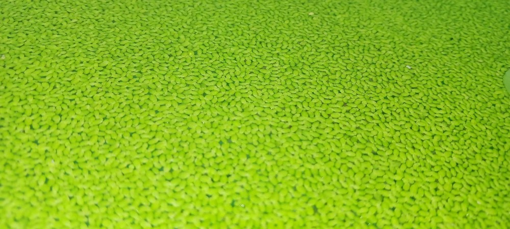 Floating Plant Combo