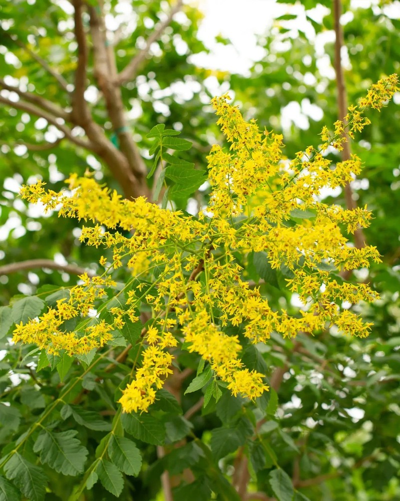 2 RAIN TREE (Koelreuteria Paniculata) Bare-root