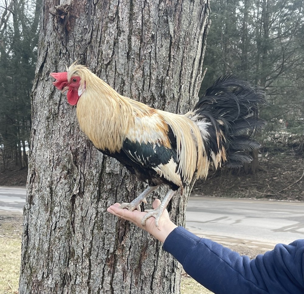 SHETLAND  100% PURE TYPE ( 12 ) HATCHING EGGS