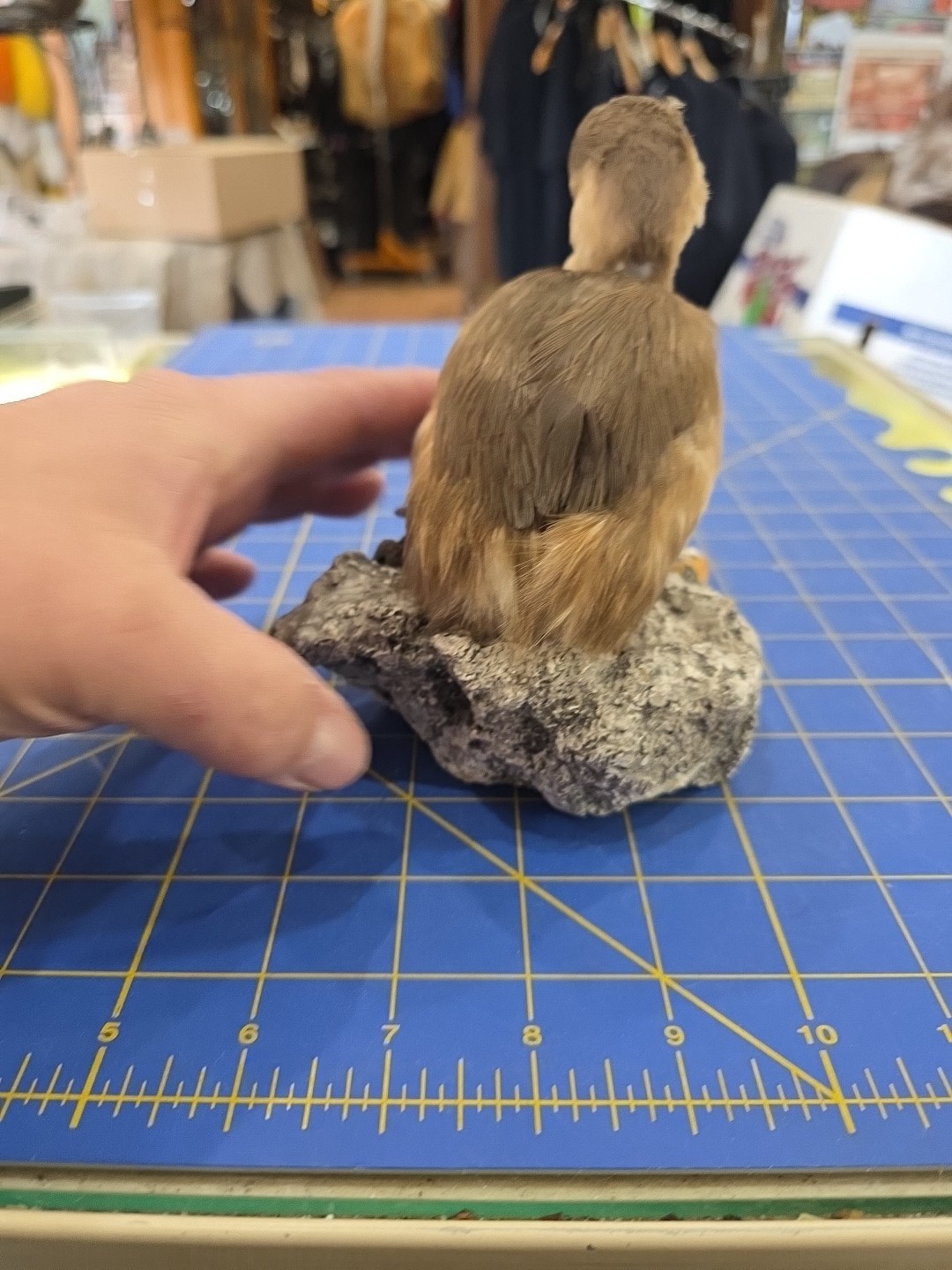 EBX1 Zoo Raised Little Grebe Bird Mount Taxidermy