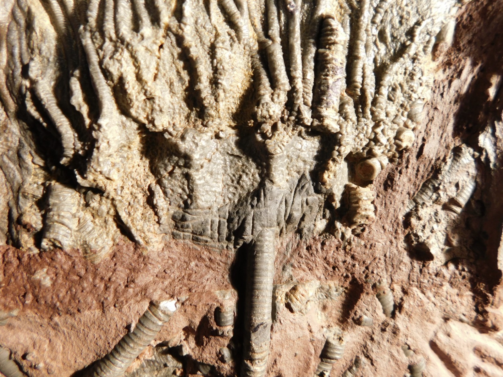 BIG! 430 Million Year Old! CRINOID Fossil or Sea LILY Fossil Morocco 1570gr