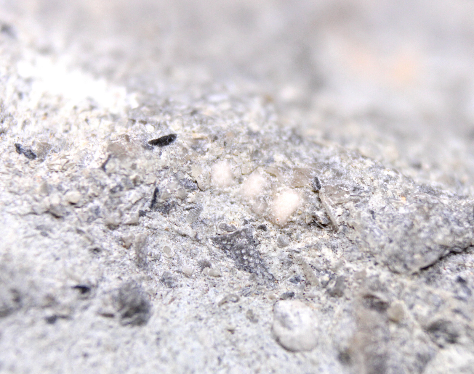 Rare Cyclocystoid Ossicles Ordovician Indiana Whitewater Formation Fossil