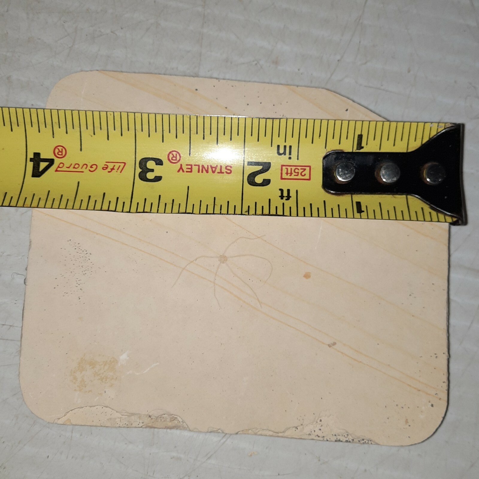 Geocoma Carinata Starfish Fossil Zandt, Germany