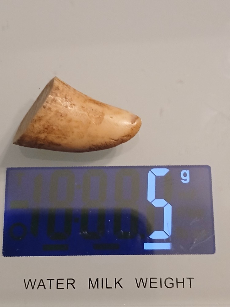 Fossilized Fa*ng From Extinct Pre*datory Fish~ Mosasaur From Morocco
