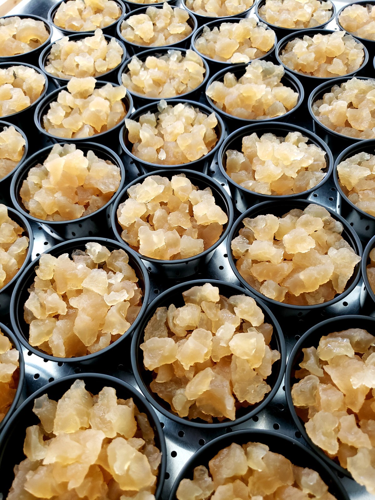 6 Brewing Bags plus Large Portion Cup Florida Sun Kefir Water Kefir Grains