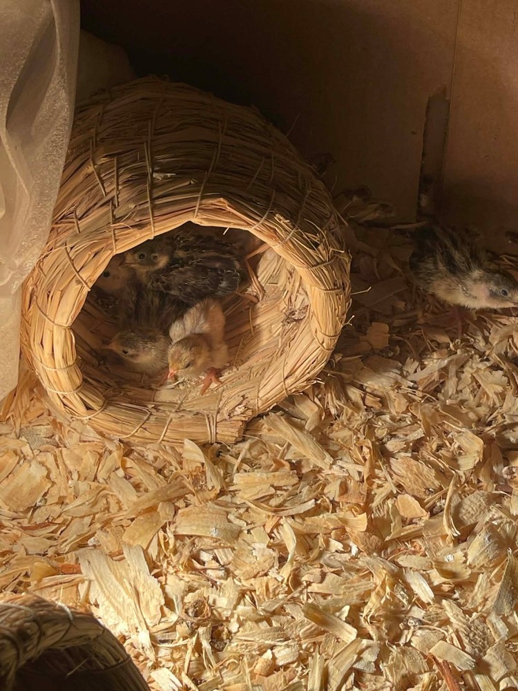 6+ Extra Button Chick (Button Quail) Hatching Eggs – Fresh & Hand Selected