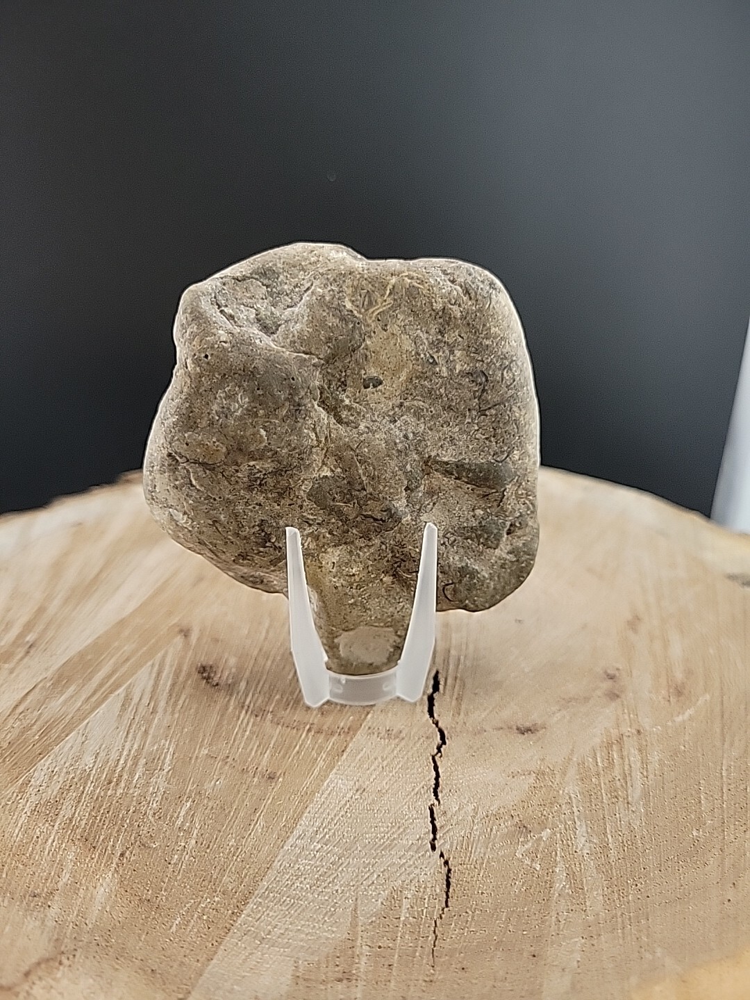 Horseshoe Crab Fossil In Stone Matrix