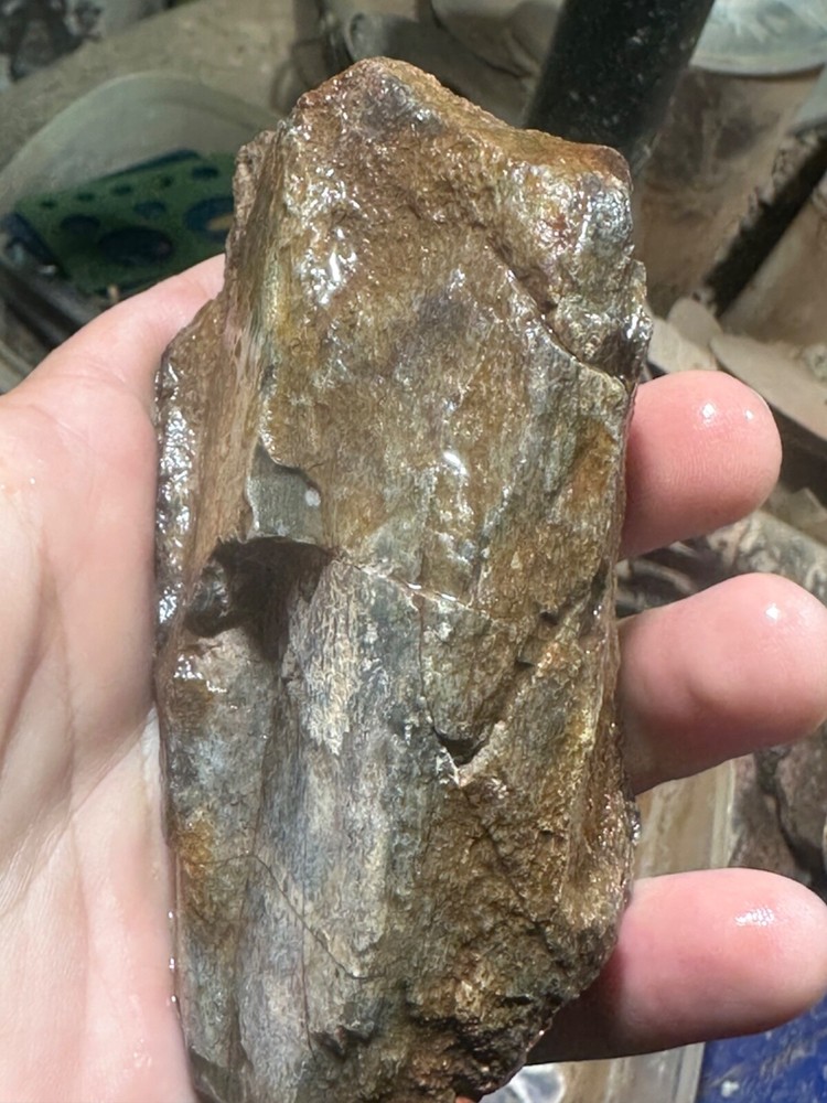 Dinosaur gem bone rough chunk.