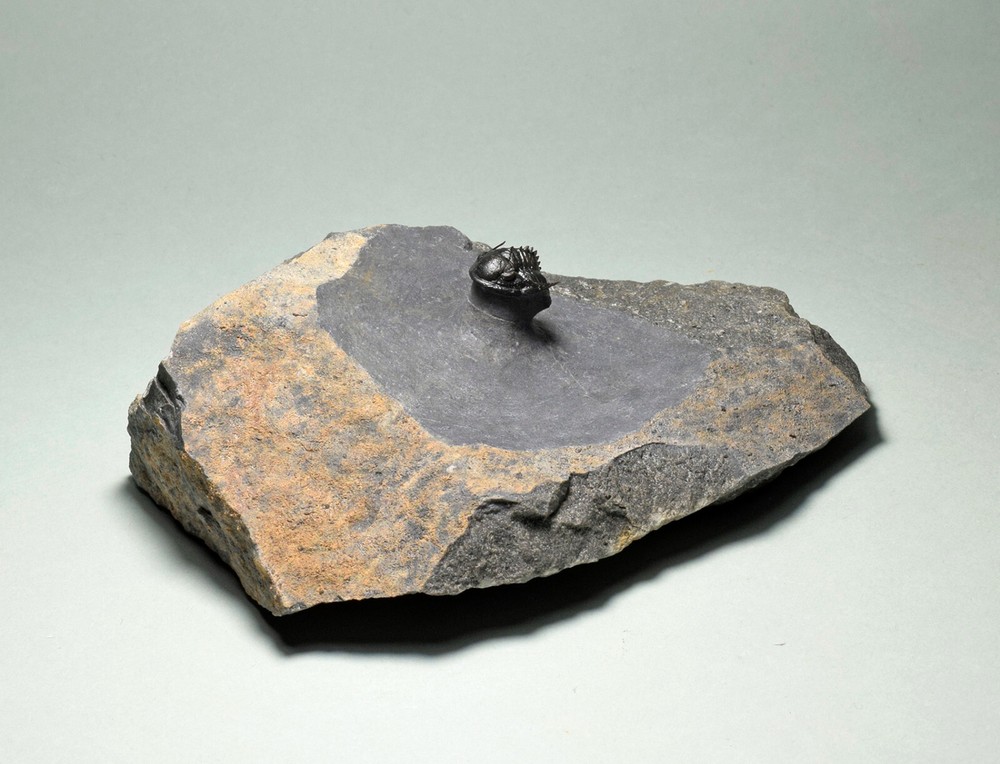 Rare trilobite Phaetonellus