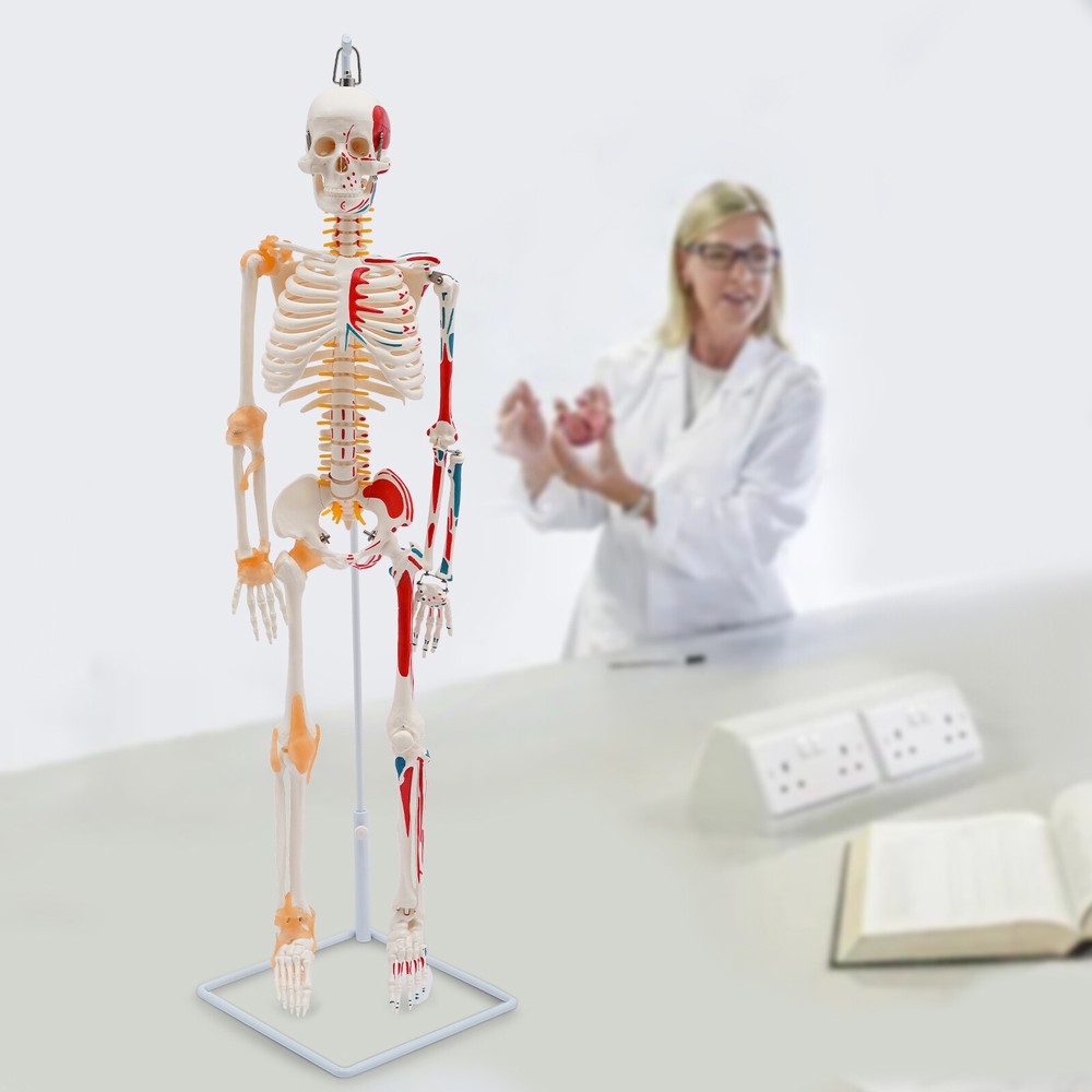 Human Skeleton Model, 34" Half Life Size Skeleton Model with Spinal Nerves
