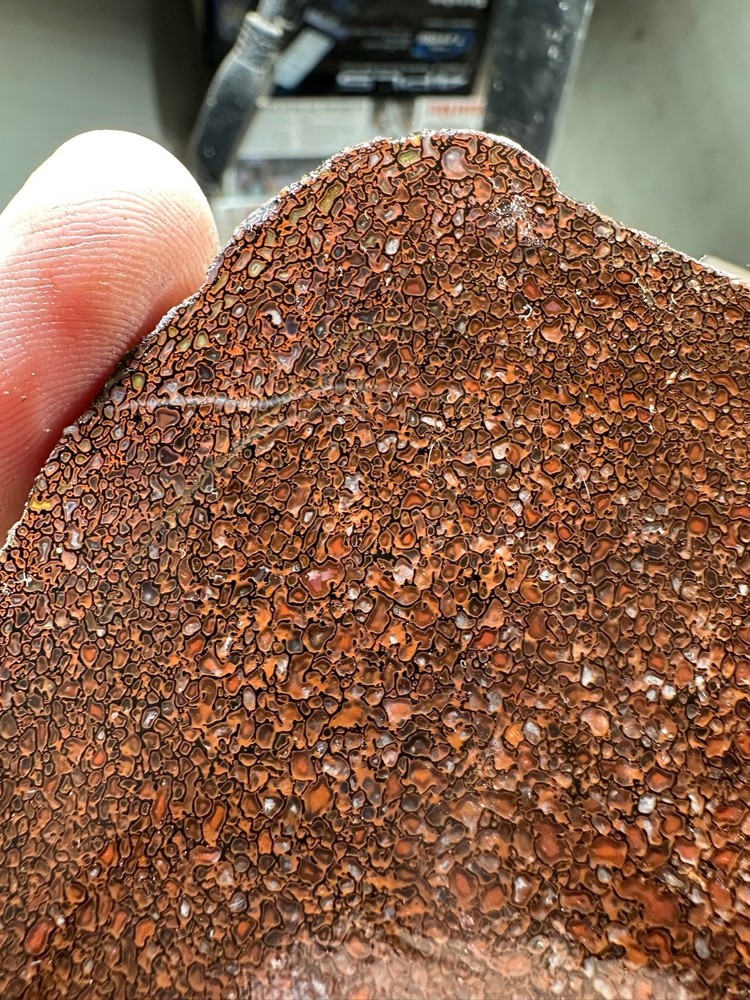 Dinosaur bone rough **hxtled slab.