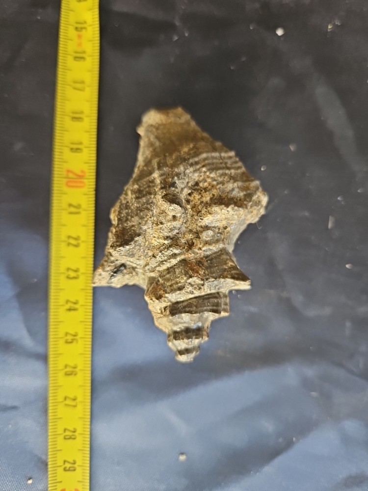 Strombus Gasteropod Fossil