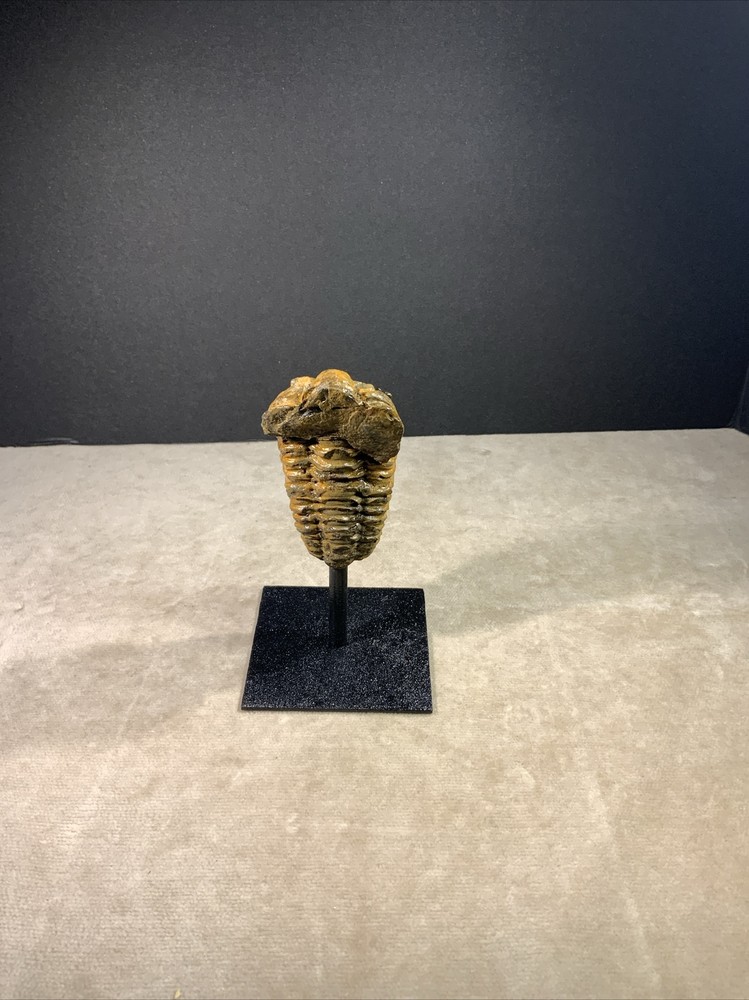 Trilobite Fossil on Stand