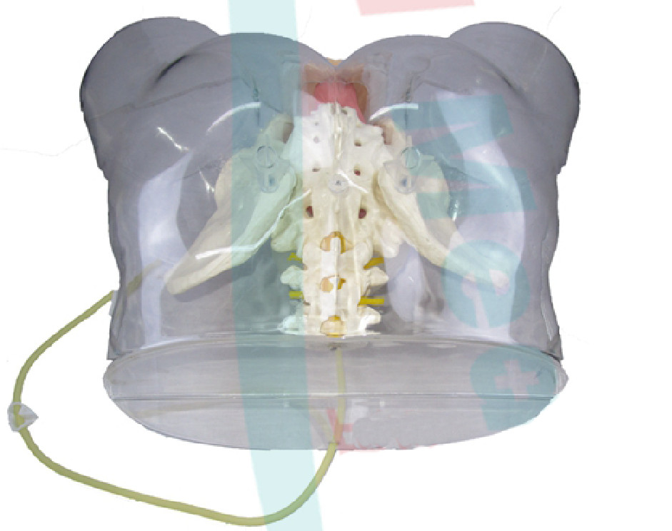 1:1 Human Female Transparent Catheterization Model Training Display Model