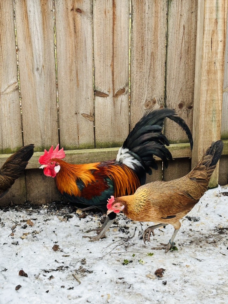 Jungle Fowl 6 + 1 hatching eggs..