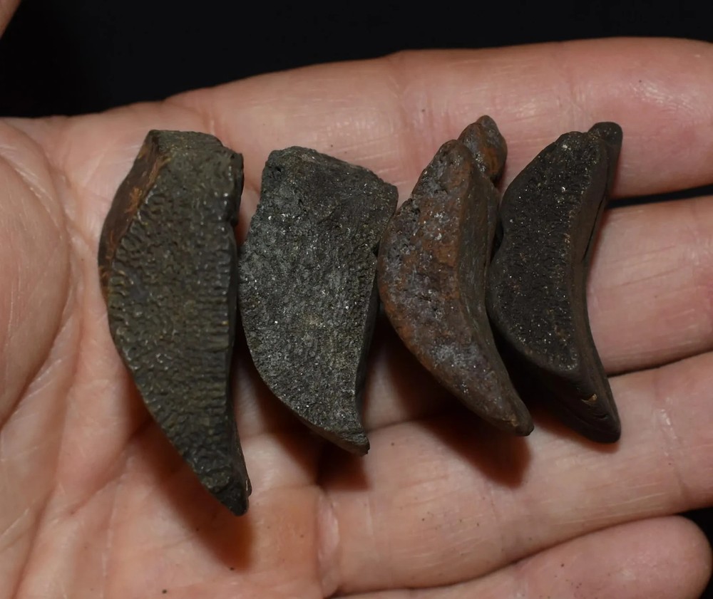 Set of Four Fossil Turtle Shell Peripheral Elements (Shell Edge)
