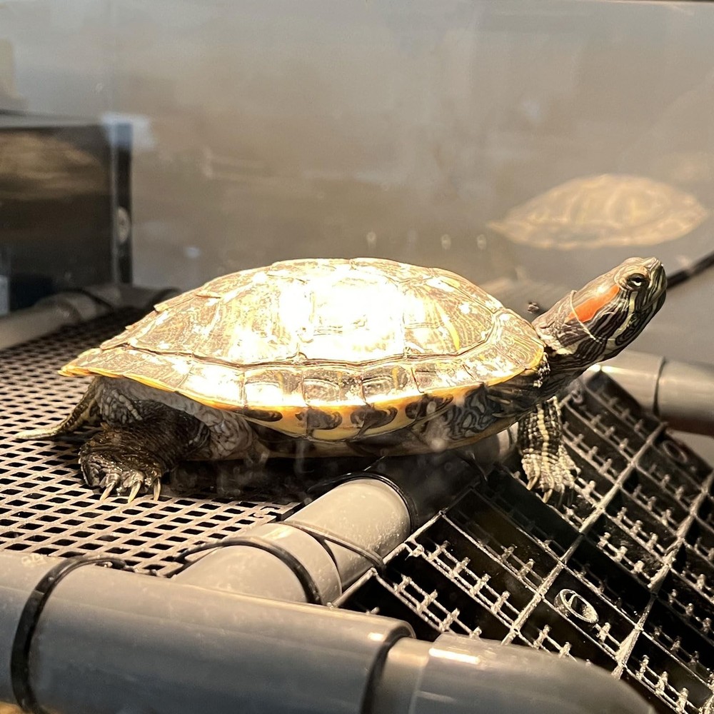 Large Standing Turtle Basking Platform, 10.8" Width Resting Area, DIY Basking...